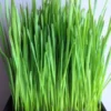 Cat Grass Seeds 1LB - Wheat Seeds for Pets Garden