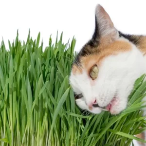 Cat Grass Seeds 1LB - Wheat Seeds for Pets Garden
