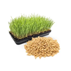 Cat Grass Seeds 1LB - Wheat Seeds for Pets Garden