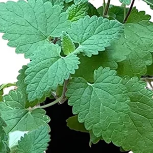 Catnip Plant Catmint Herb 5 inch Height in 4 inch Pot