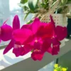Cattleya Miyuki Little King - Miniature Blooming Orchid - 4" Pot - Red Flowers