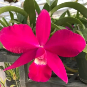 Cattleya Miyuki Little King - Miniature Blooming Orchid - 4" Pot - Red Flowers