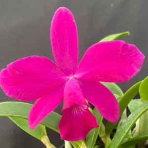 Cattleya Miyuki Little King - Miniature Blooming Orchid - 4