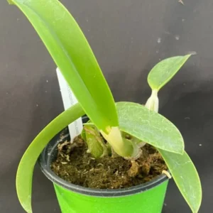 Cattleya Miyuki Little King - Miniature Blooming Orchid - 4