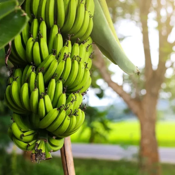 Cavendish Banana Tree - Live Banana Fruit Plant 2-3 ft Tall