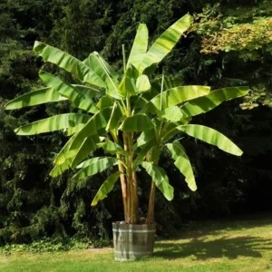 Cavendish Banana Tree - Live Banana Fruit Plant 2-3 ft Tall