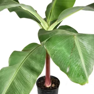 Cavendish Banana Tree - Live Banana Fruit Plant 2-3 ft Tall