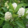 Ceanothus Americanus New Jersey Tea Plant Gallon Pot Size