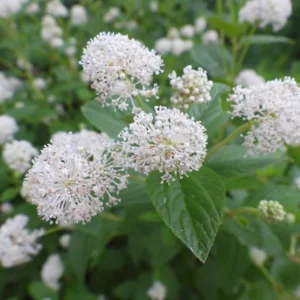 Ceanothus Americanus New Jersey Tea Plant Gallon Pot Size