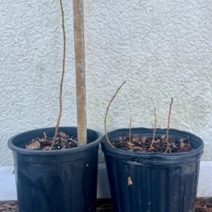 Ceanothus Americanus New Jersey Tea Plant Gallon Pot Size