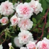 Cecile Brunner Climbing Rose Live Starter Plant - Light Pink - 3 to 6" Stem