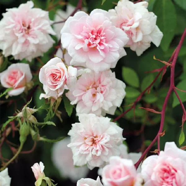 Cecile Brunner Climbing Rose Live Starter Plant - Light Pink - 3 to 6" Stem