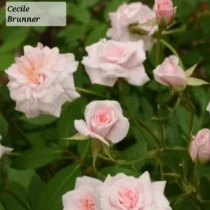 Cecile Brunner Climbing Rose Live Starter Plant - Light Pink - 3 to 6" Stem