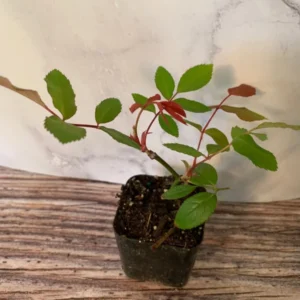 Cecile Brunner Pink Popcorn Rose Plant 4pk - 2 inch Potted Roses