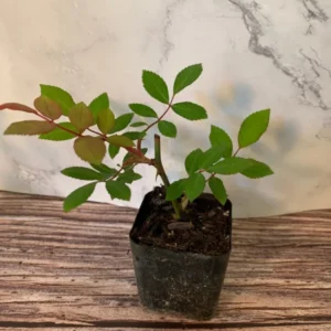 Cecile Brunner Pink Popcorn Rose Plant 4pk - 2 inch Potted Roses