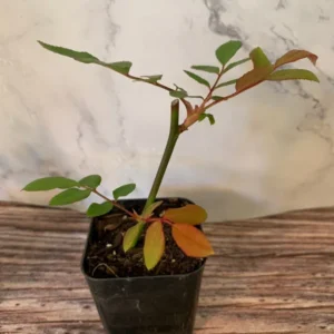 Cecile Brunner Pink Popcorn Rose Plant 4pk - 2 inch Potted Roses