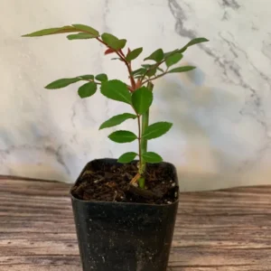 Cecile Brunner Pink Popcorn Rose Plant 4pk - 2 inch Potted Roses