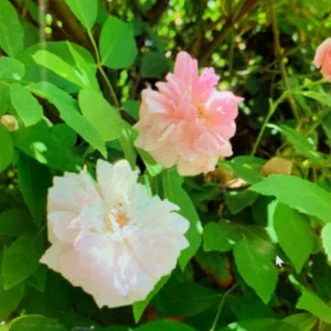 Cecile Brunner Pink Popcorn Rose Plant 4pk - 2 inch Potted Roses