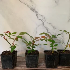 Cecile Brunner Pink Popcorn Rose Plant 4pk - 2 inch Potted Roses