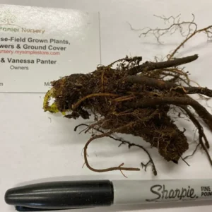 Celandine Poppy Bulbs - 5 Stylophorum diphyllum Flower Bulbs for Spring Blooms