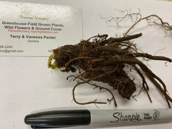Celandine Poppy Bulbs - 5 Stylophorum diphyllum Flower Bulbs for Spring Blooms