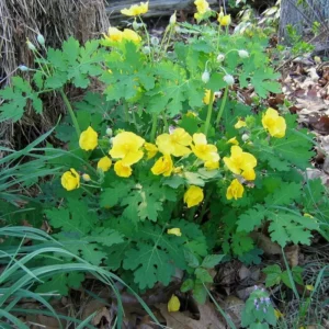 Celandine Poppy Bulbs - 5 Stylophorum diphyllum Flower Bulbs for Spring Blooms