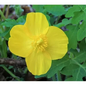 Celandine Poppy Bulbs - 5 Stylophorum diphyllum Flower Bulbs for Spring Blooms