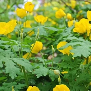 Celandine Poppy Bulbs - 5 Stylophorum diphyllum Flower Bulbs for Spring Blooms