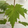 Celebration Maple Tree Plant - 6-12 Inch - Quart Pot - Shade Tree