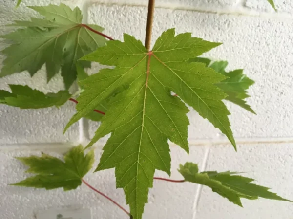 Celebration Maple Tree Plant - 6-12 Inch - Quart Pot - Shade Tree