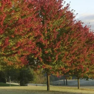 Celebration Maple Tree Plant - 6-12 Inch - Quart Pot - Shade Tree