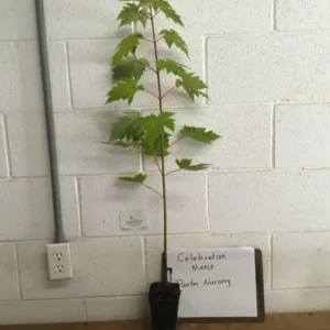 Celebration Maple Tree Plant - 6-12 Inch - Quart Pot - Shade Tree