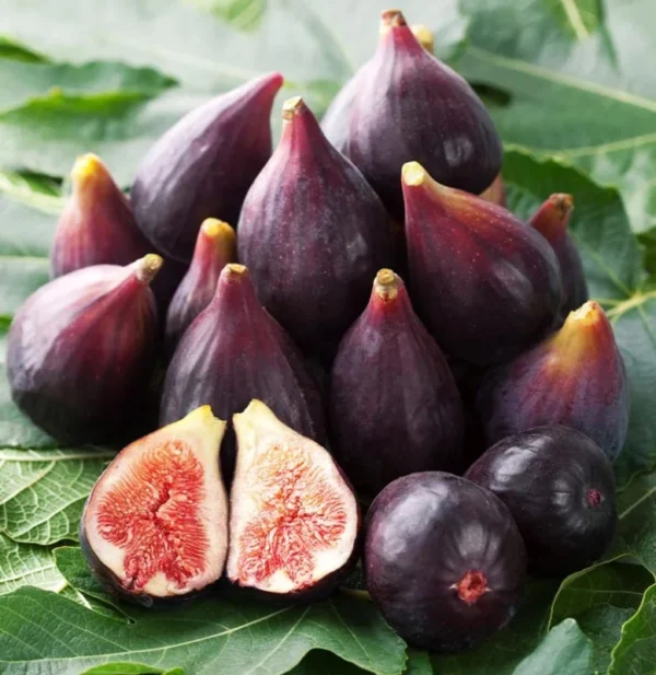Celeste Fig Plant Live - 4 to 6 Inch Ficus Carica Tree - Patio and Garden Planting
