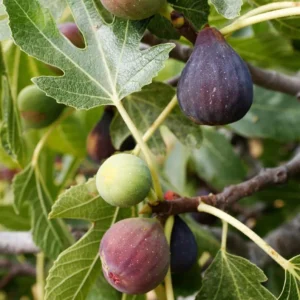 Celeste Fig Plant Live - 4 to 6 Inch Ficus Carica Tree - Patio and Garden Planting