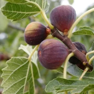 Celeste Fig Plant Live - 4 to 6 Inch Ficus Carica Tree - Patio and Garden Planting