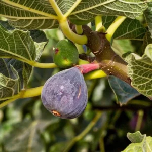 Celeste Fig Plant Live - 4 to 6 Inch Ficus Carica Tree - Patio and Garden Planting