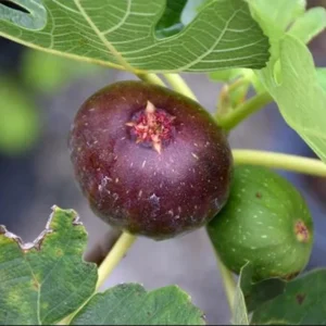 Celeste Fig Plant Live - 4 to 6 Inch Ficus Carica Tree - Patio and Garden Planting