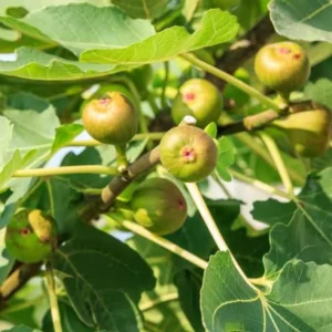 Celeste Fig Plant Live - 4 to 6 Inch Ficus Carica Tree - Patio and Garden Planting