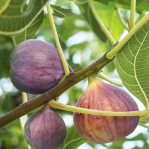 Celeste Fig Plant Live - 4 to 6 Inch Ficus Carica Tree - Patio and Garden Planting