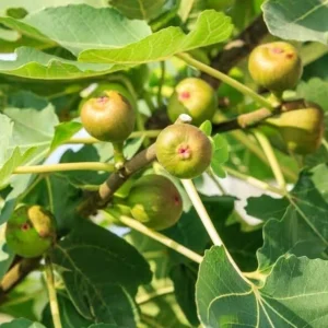 Celeste Fig Tree Seedling - 2.5 Inch Pot - Sweet Compact Variety