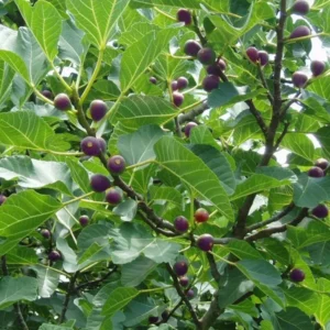 Celeste Fig Tree Seedling - 2.5 Inch Pot - Sweet Compact Variety