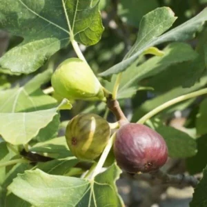 Celeste Fig Tree Seedling - 2.5 Inch Pot - Sweet Compact Variety