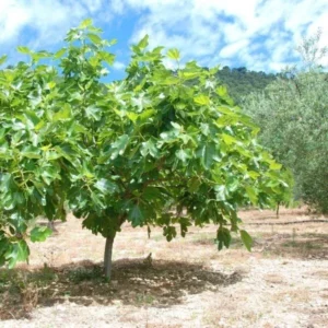 Celeste Fig Tree Seedling - 2.5 Inch Pot - Sweet Compact Variety
