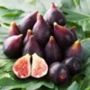 Celeste Fig Tree - Sugar Fig Plant - 3" Pot - Sweet Fruit