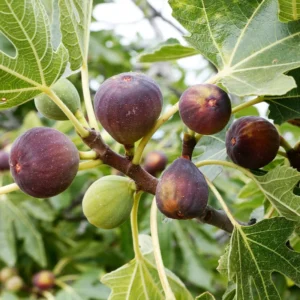 Celeste Fig Tree - Sugar Fig Plant - 3" Pot - Sweet Fruit