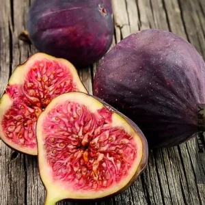 Celeste Fig Tree - Sugar Fig Plant - 3