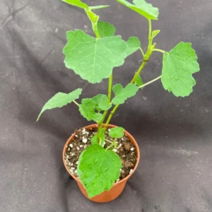 Celeste Fig Tree - Sugar Fig Plant - 3