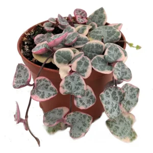 Ceropegia woodii Variegata Pearl Moon Rosary Vine - 2