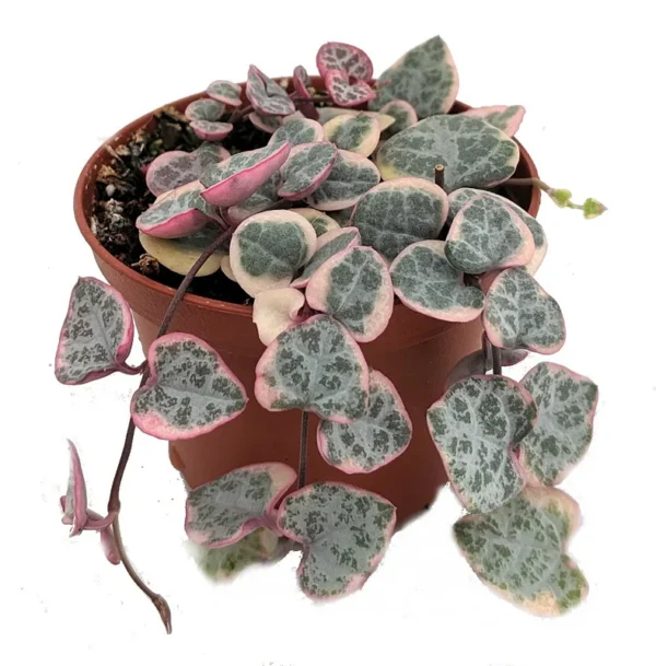 Ceropegia woodii Variegata Pearl Moon Rosary Vine - 2" Rooted Plant