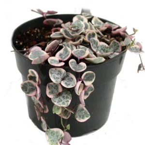 Ceropegia woodii Variegata Pearl Moon Rosary Vine - 2" Rooted Plant